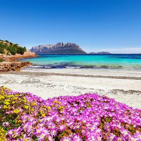 Always Traveling Near The Center - Happy Olbia